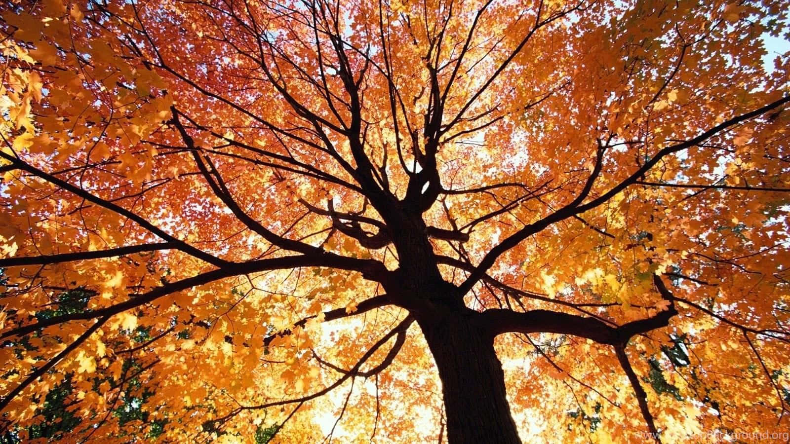 maple tree, fiery orange leaves, bright sky, HD Desktop Wallpaper