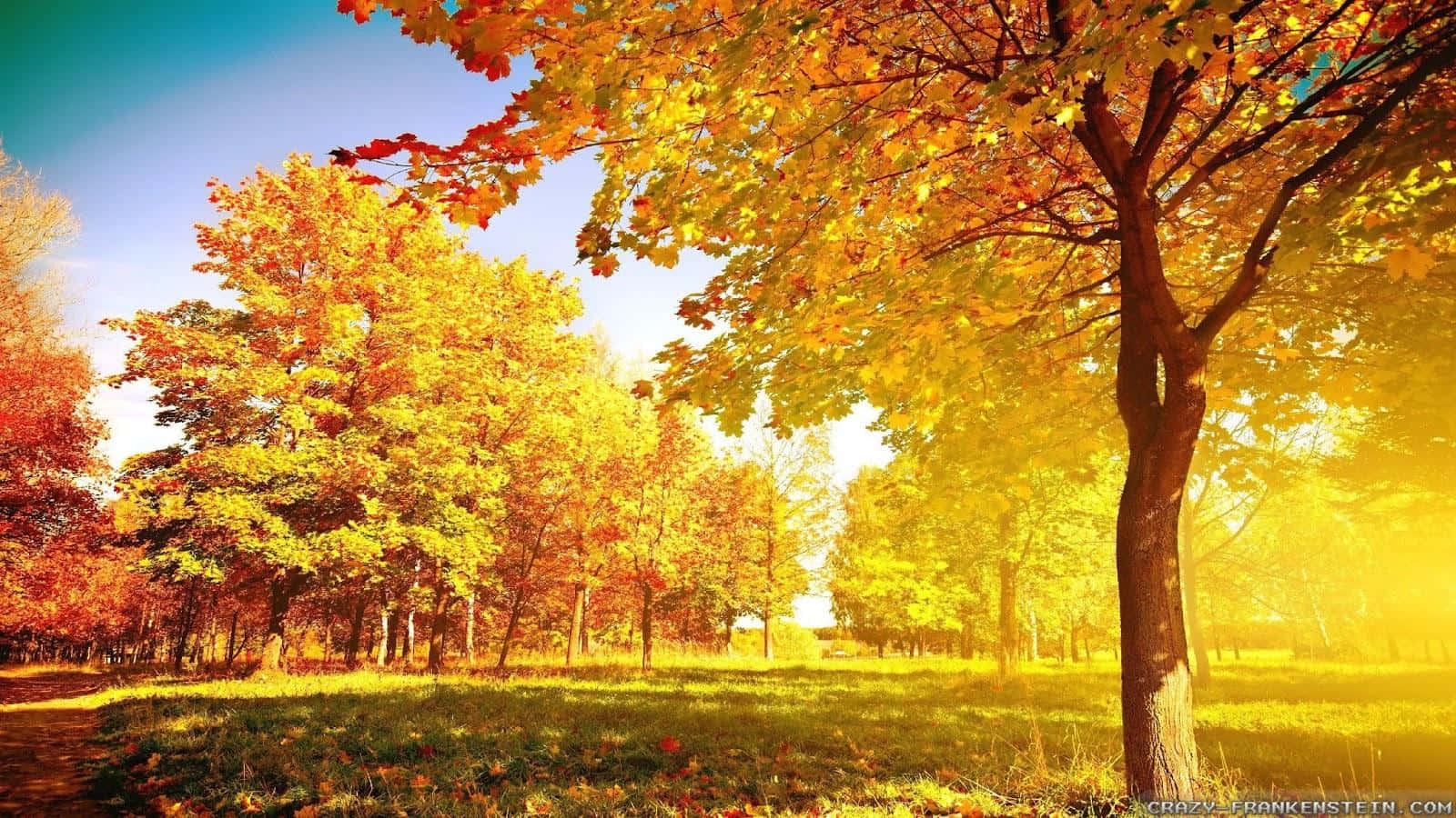 colorful trees, autumn trees, golden sunlight, HD Desktop Wallpaper