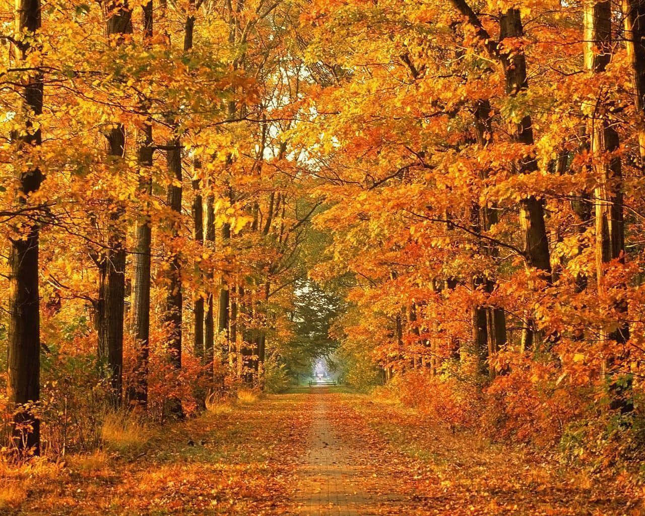 golden autumn path, forest canopy, fiery orange, HD Desktop Wallpaper
