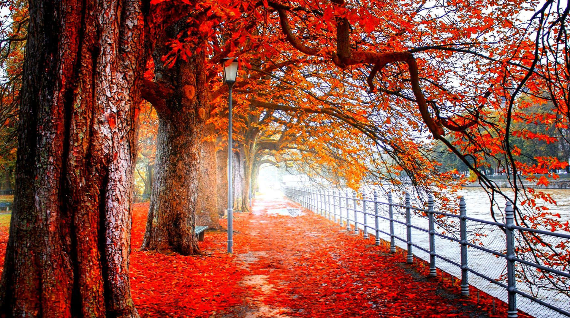 red tree, bright red tree, fiery red trees, Full HD Desktop Wallpaper