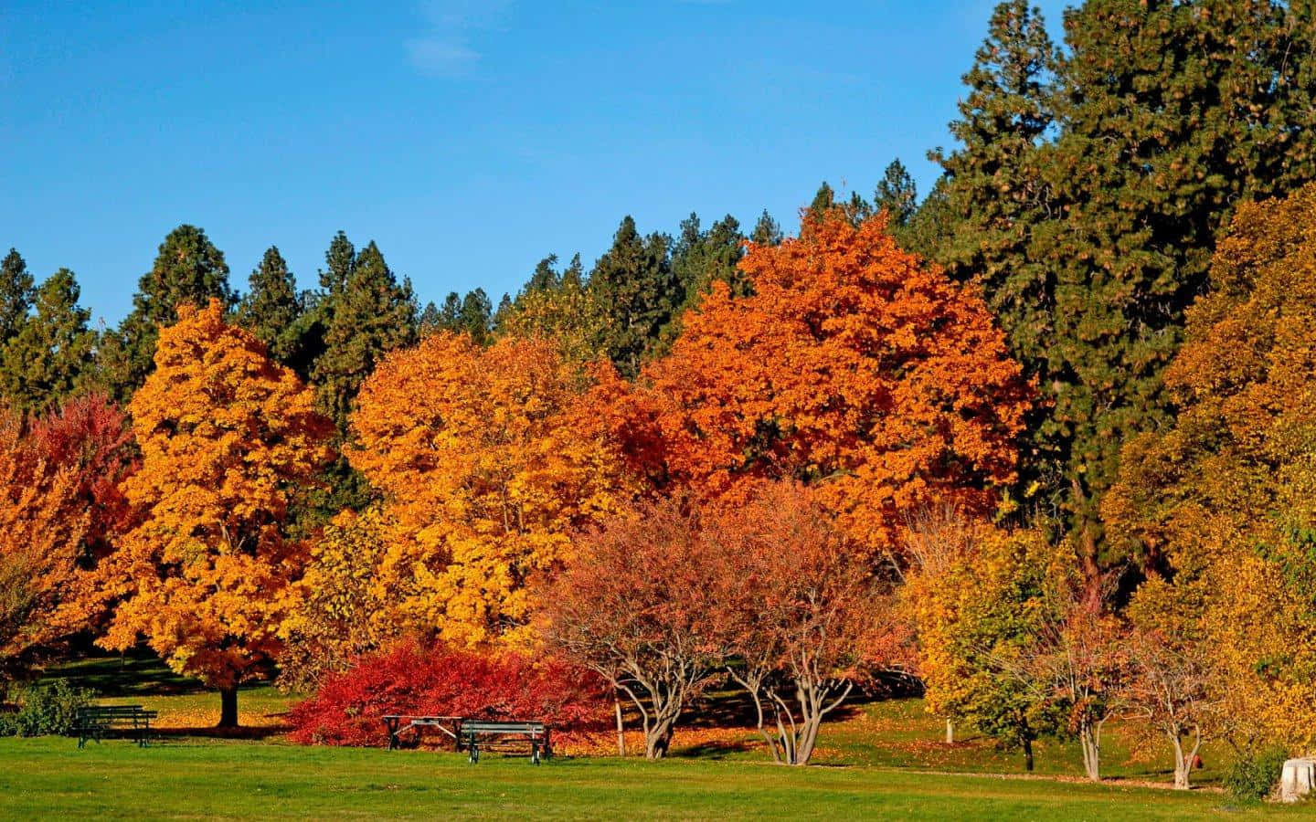 Vibrant Autumn Forest Wallpaper, fiery orange, red, HD Desktop Wallpaper