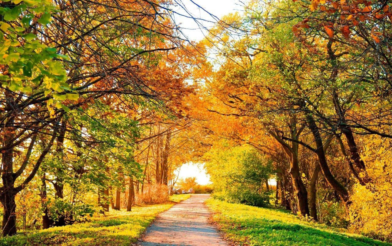 Colorful Trees, autumn forest, golden leaves, HD Desktop Wallpaper