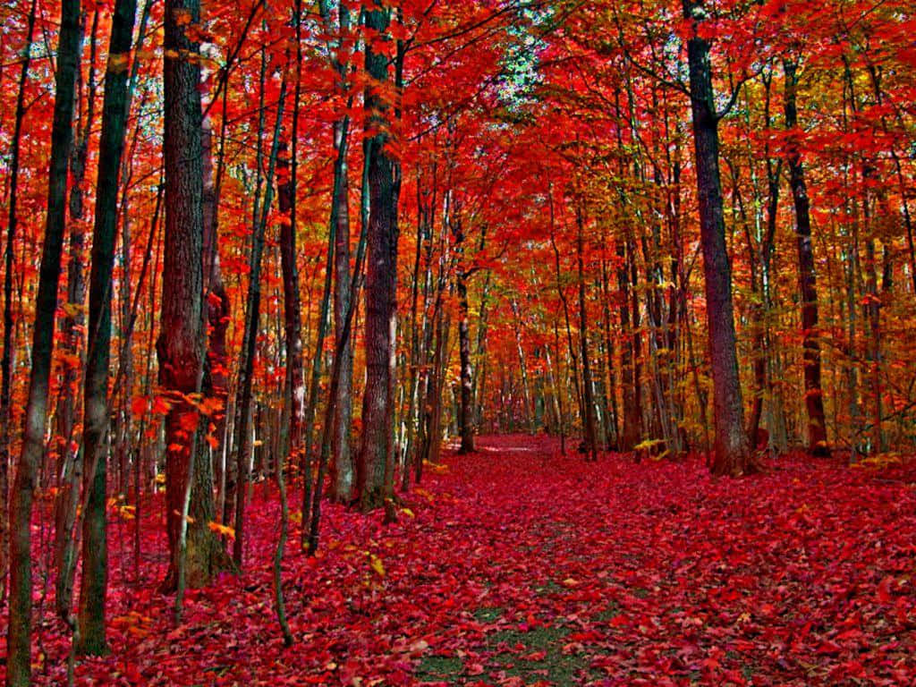 autumn forest path, tall trees, fiery red leaves, SD Desktop Wallpaper