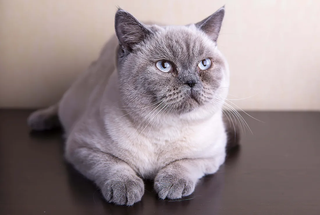 Colorpoint Shorthair