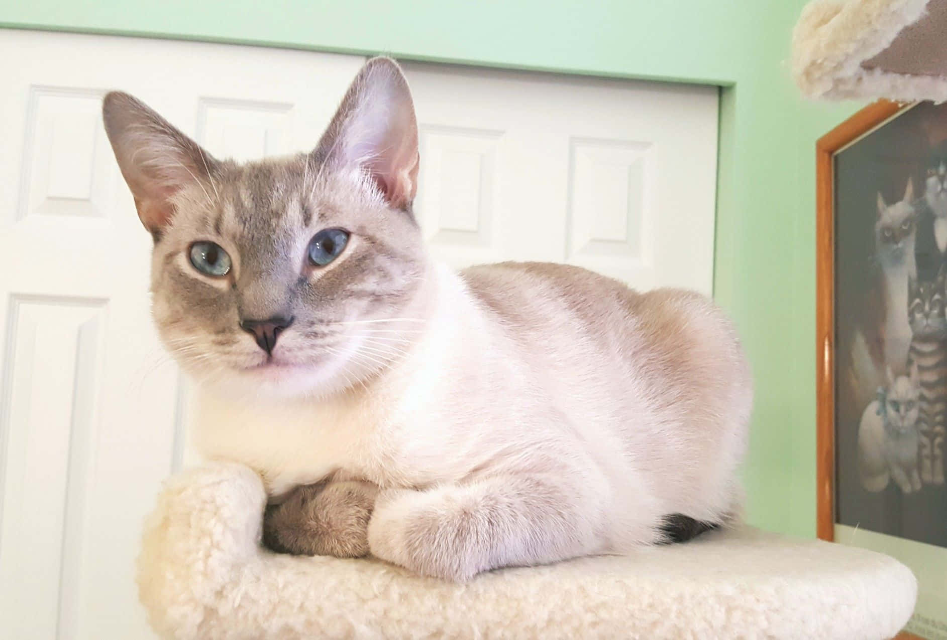 Colorpoint Shorthair, siamese cat, blue eyes, HD Desktop Wallpaper