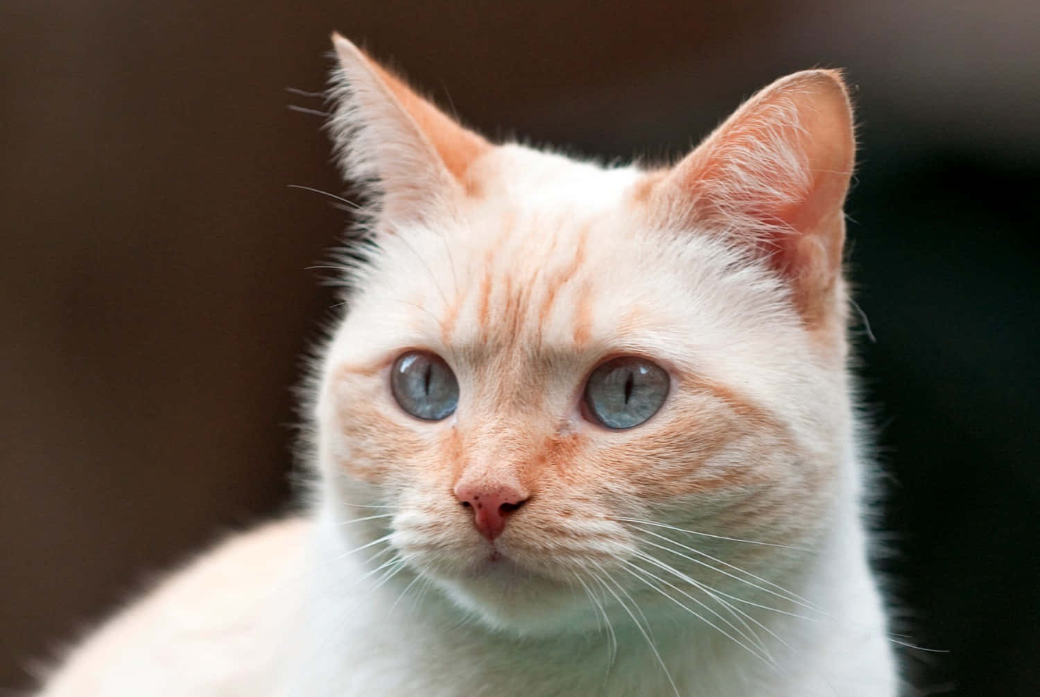 Colorpoint Shorthair, white cat, blue eyes, HD Desktop Wallpaper