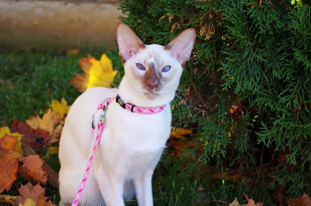 Colorpoint Shorthair, white Siamese cat, blue eyes, SD Desktop Wallpaper