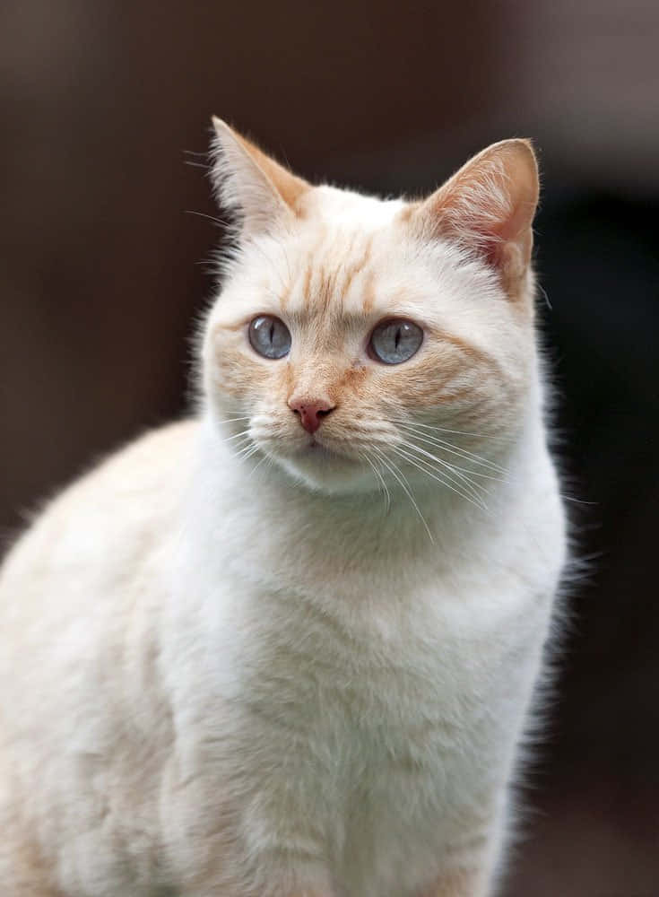 Colorpoint Shorthair, cream-colored, striking blue eyes, SD Phone Wallpaper