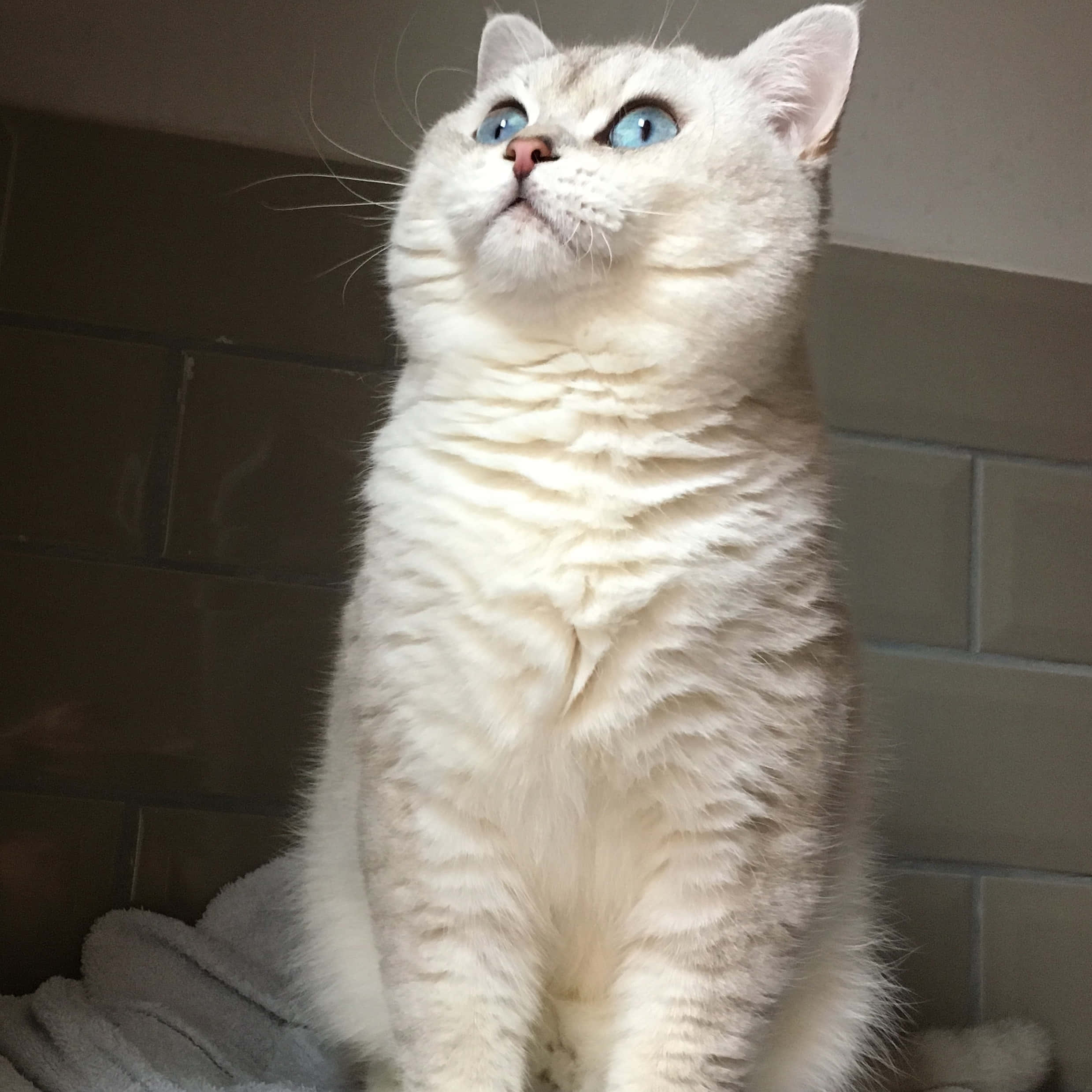 Colorpoint Shorthair, fluffy white cat, striking blue eyes, Full HD Desktop Wallpaper