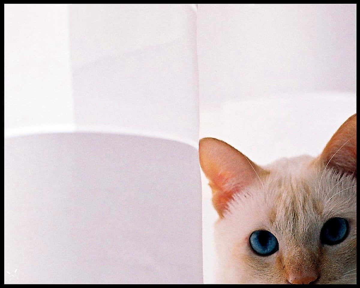 Colorpoint Shorthair, cream-colored, blue eyes, SD Desktop Wallpaper