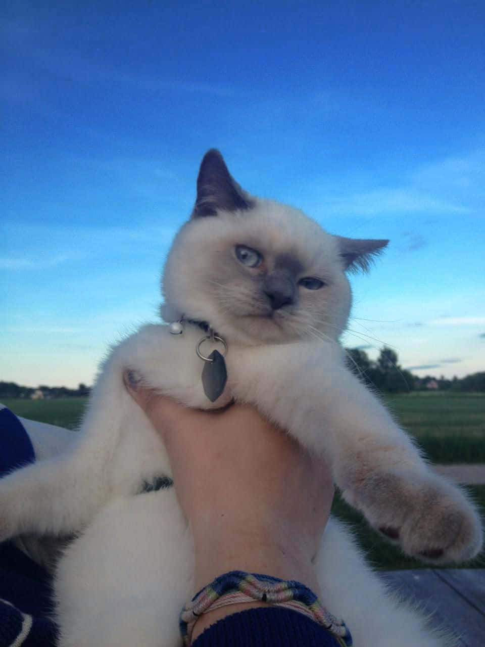 Colorpoint Shorthair, blue eyes, fluffy white cat, HD Phone Wallpaper