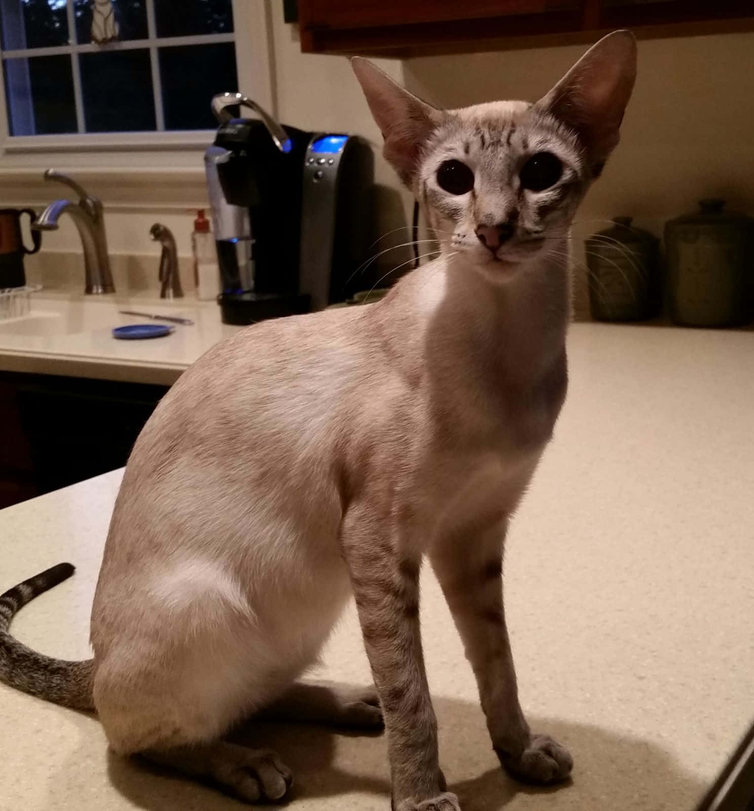 Colorpoint Shorthair, slender silver cat, kitchen countertop, HD Phone Wallpaper