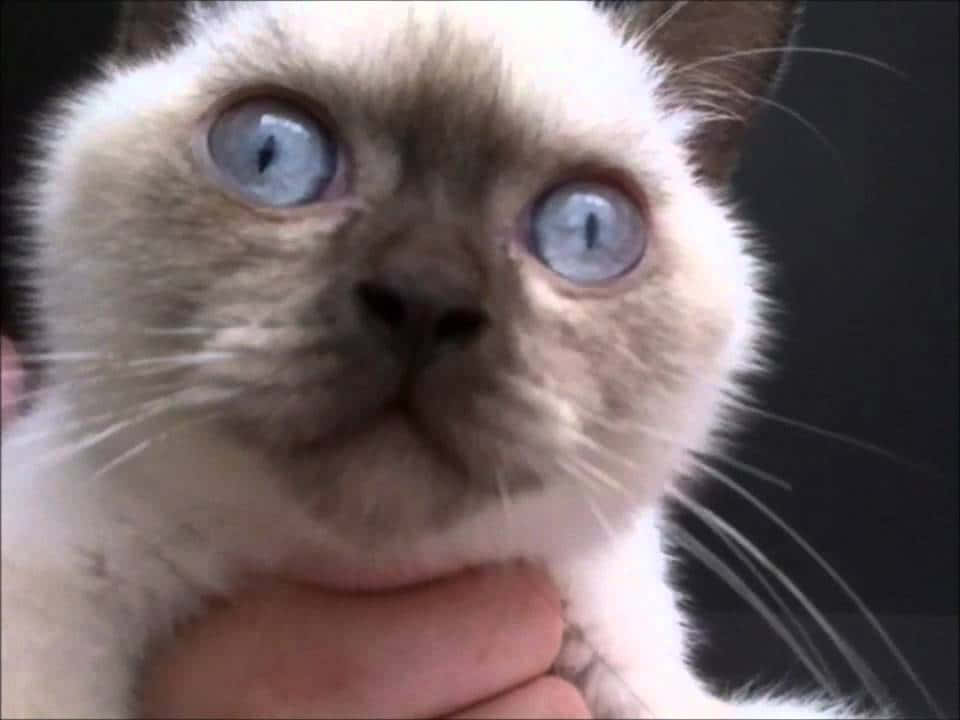 Colorpoint Shorthair, Siamese cat, blue eyes, SD Desktop Wallpaper