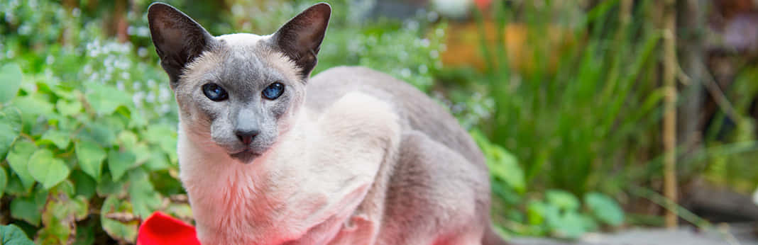 Colorpoint Shorthair, siamese cat, piercing blue eyes, SD Desktop Wallpaper