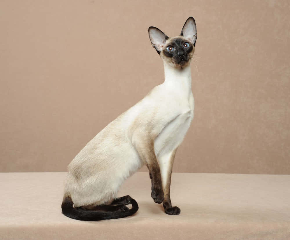 Colorpoint Shorthair, siamese cat, striking blue eyes, SD Desktop Wallpaper