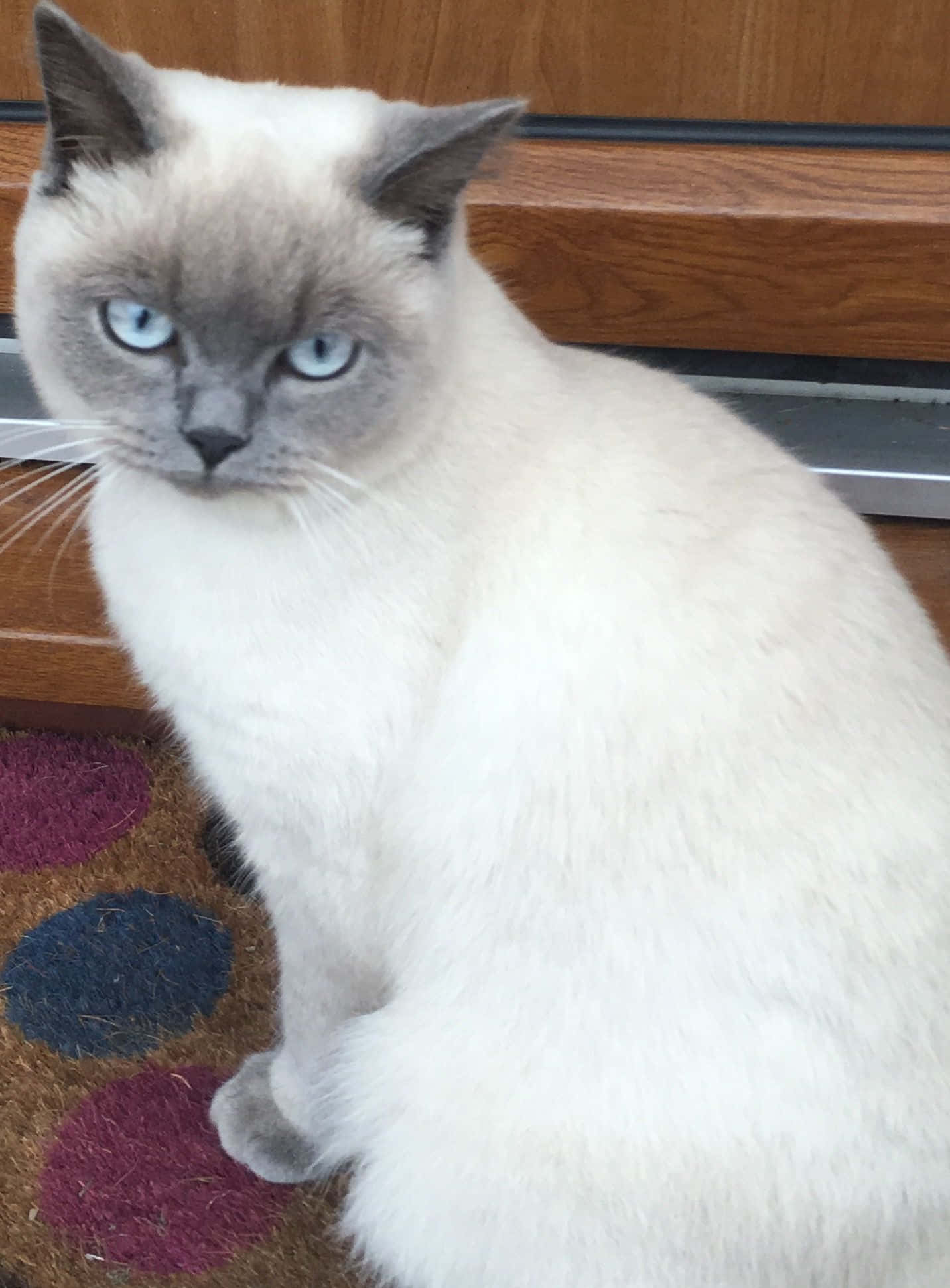 Colorpoint Shorthair, siamese cat, blue eyes, Full HD Phone Wallpaper