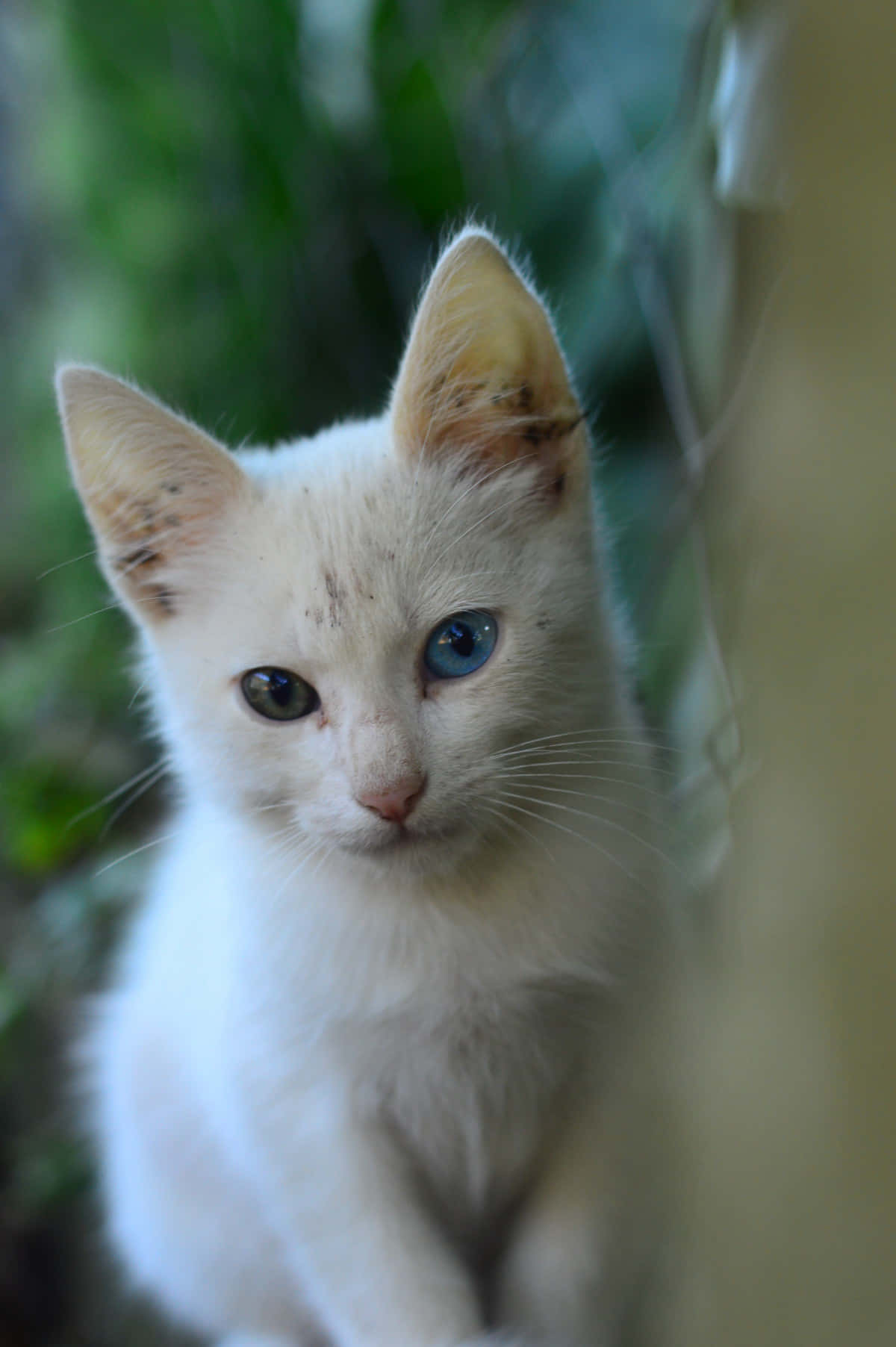 Colorpoint Shorthair, white kitten, one blue eye and one brown eye, HD Phone Wallpaper