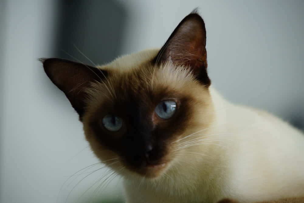 Colorpoint Shorthair, Siamese cat, blue eyes, SD Desktop Wallpaper