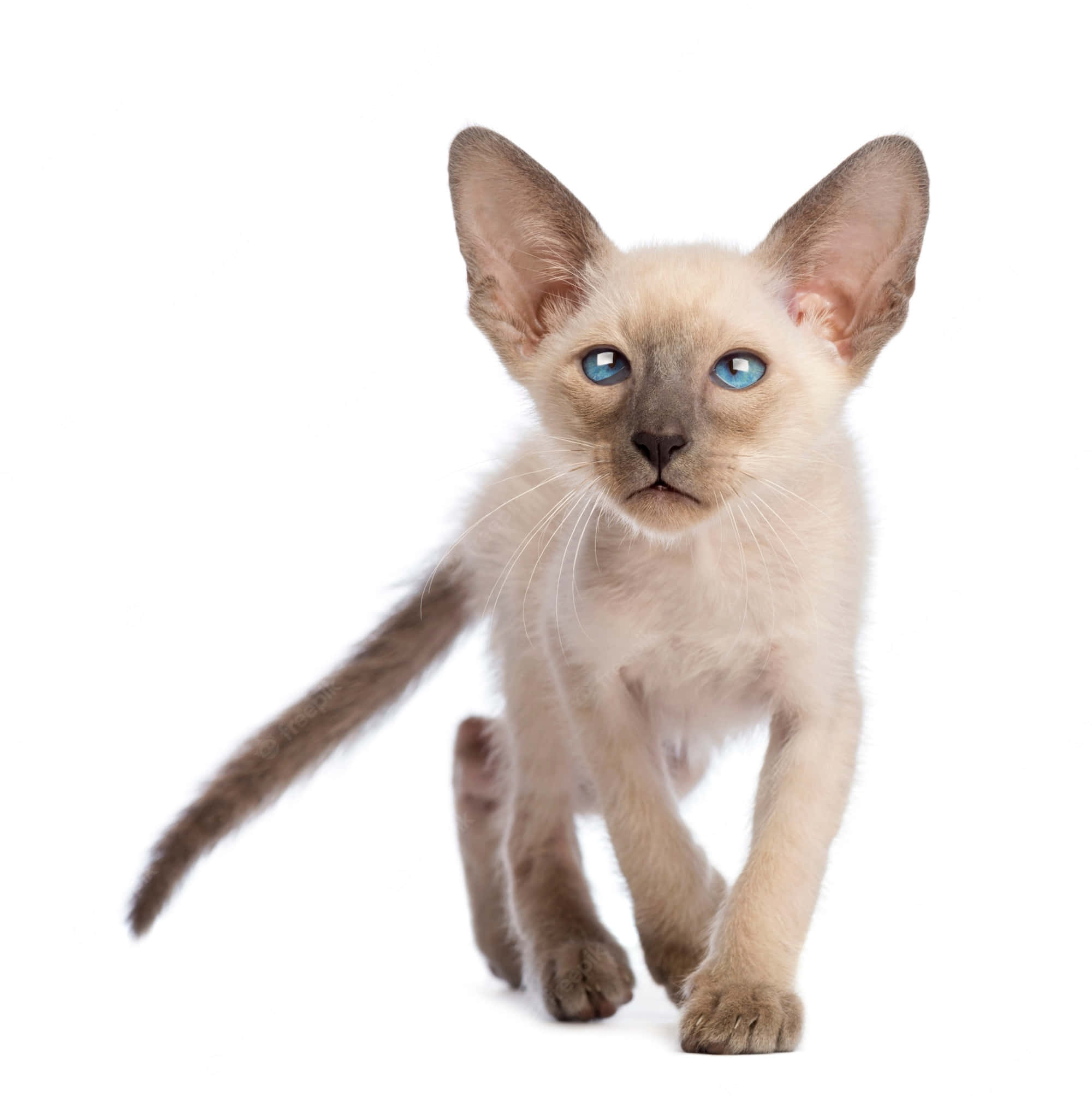Colorpoint Shorthair, siamese kitten, striking blue eyes, Full HD Phone Wallpaper