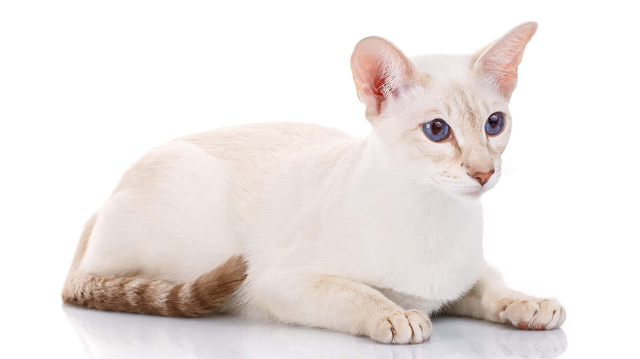 Colorpoint Shorthair, white kitten, blue eyes, SD Desktop Wallpaper