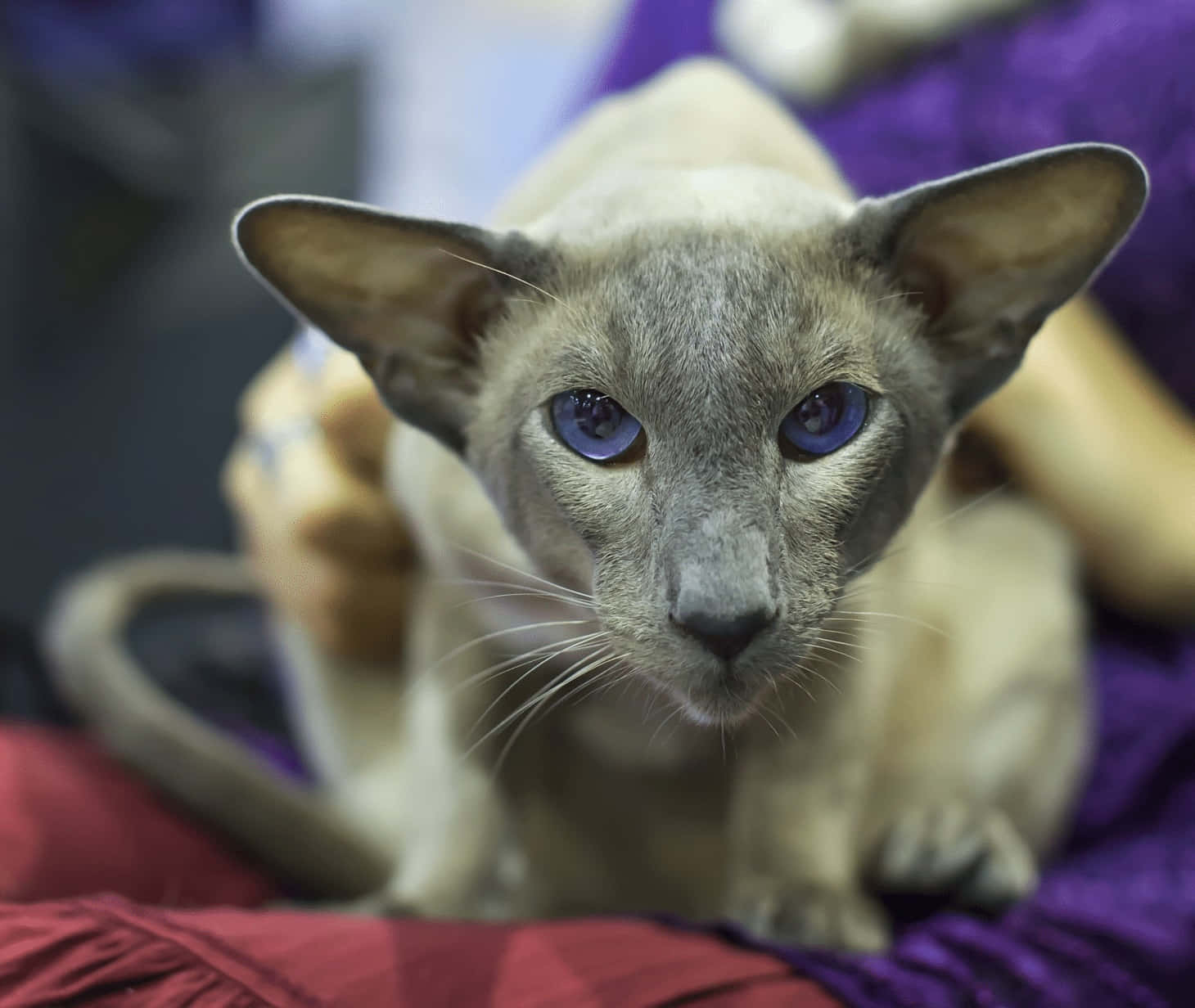 Colorpoint Shorthair, Siamese cat, blue eyes, HD Desktop Wallpaper