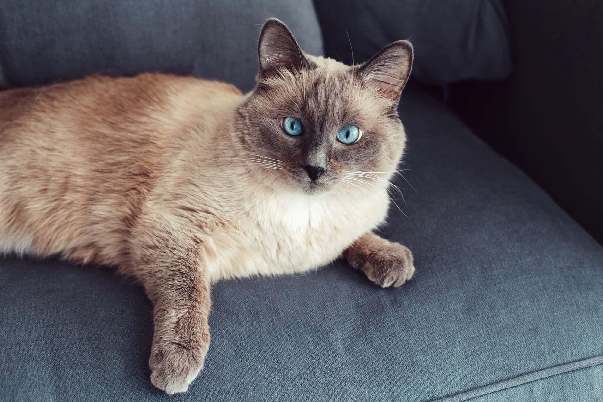 Colorpoint Shorthair, siamese cat, blue eyes, Full HD Desktop Wallpaper