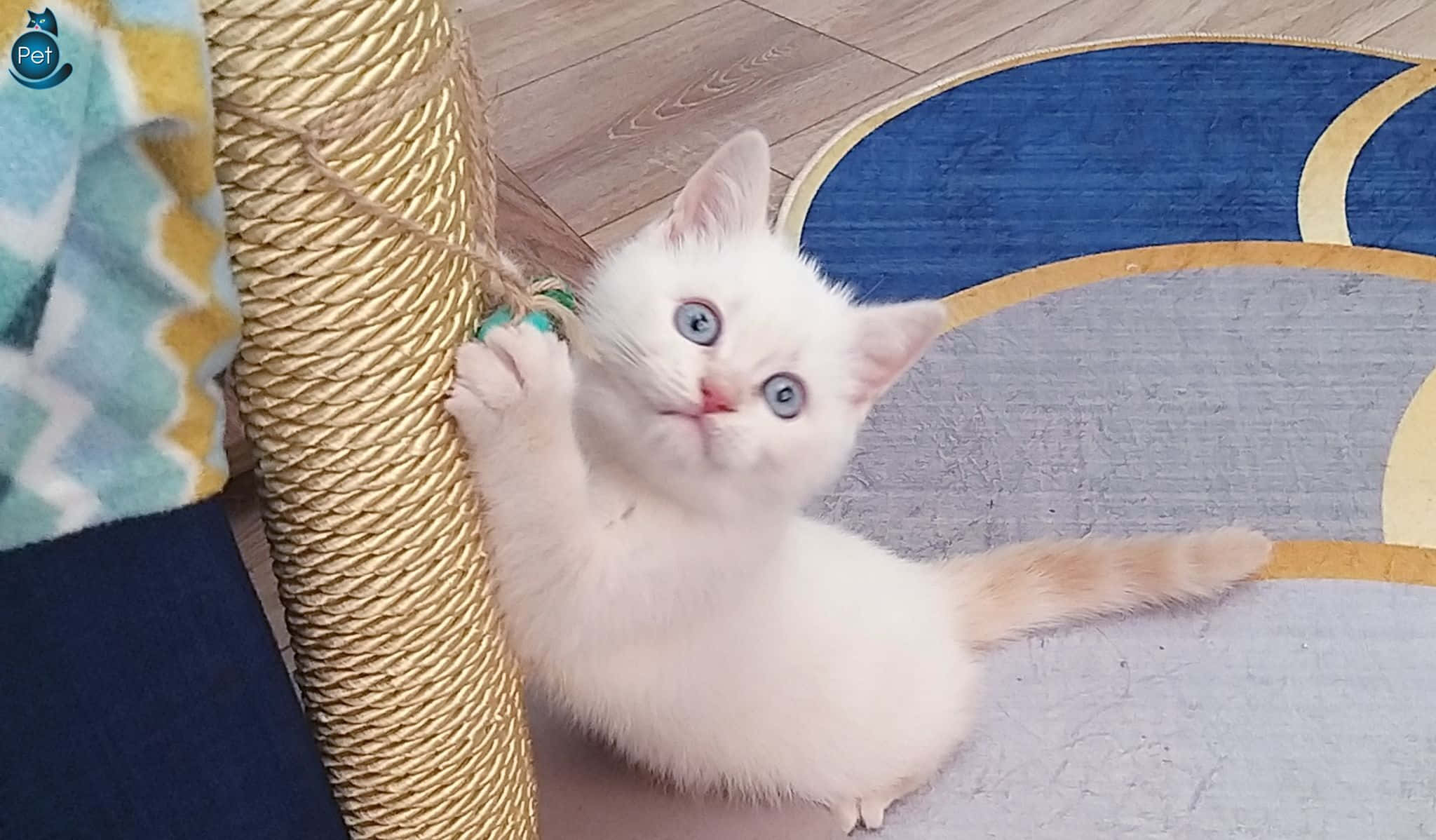 Colorpoint Shorthair, fluffy white kitten, bright blue eyes, Full HD Desktop Wallpaper