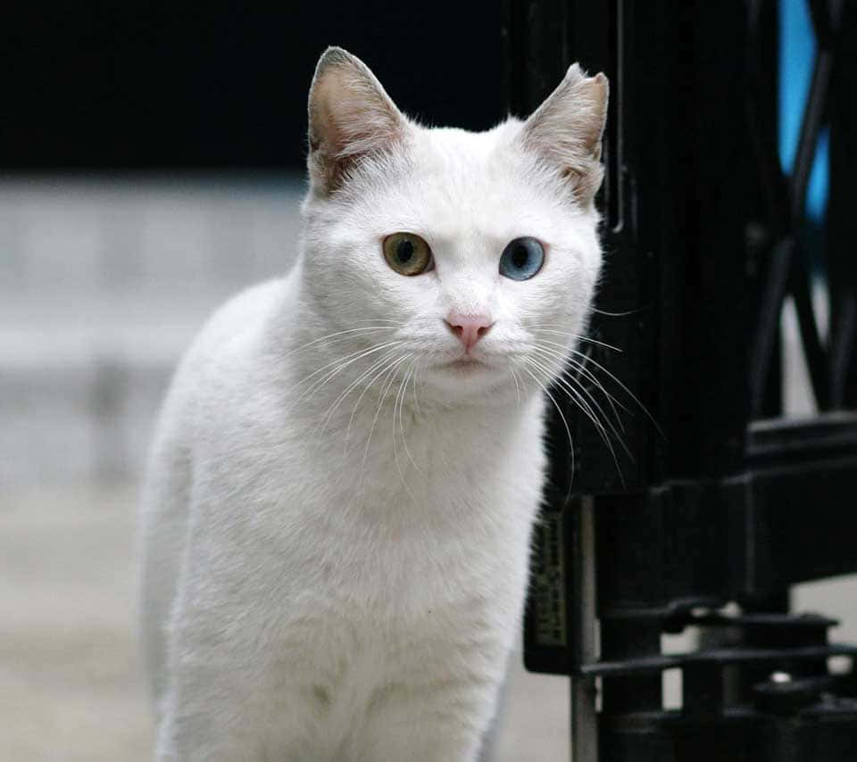 Colorpoint Shorthair, white cat, one blue and one green eye, SD Desktop Wallpaper