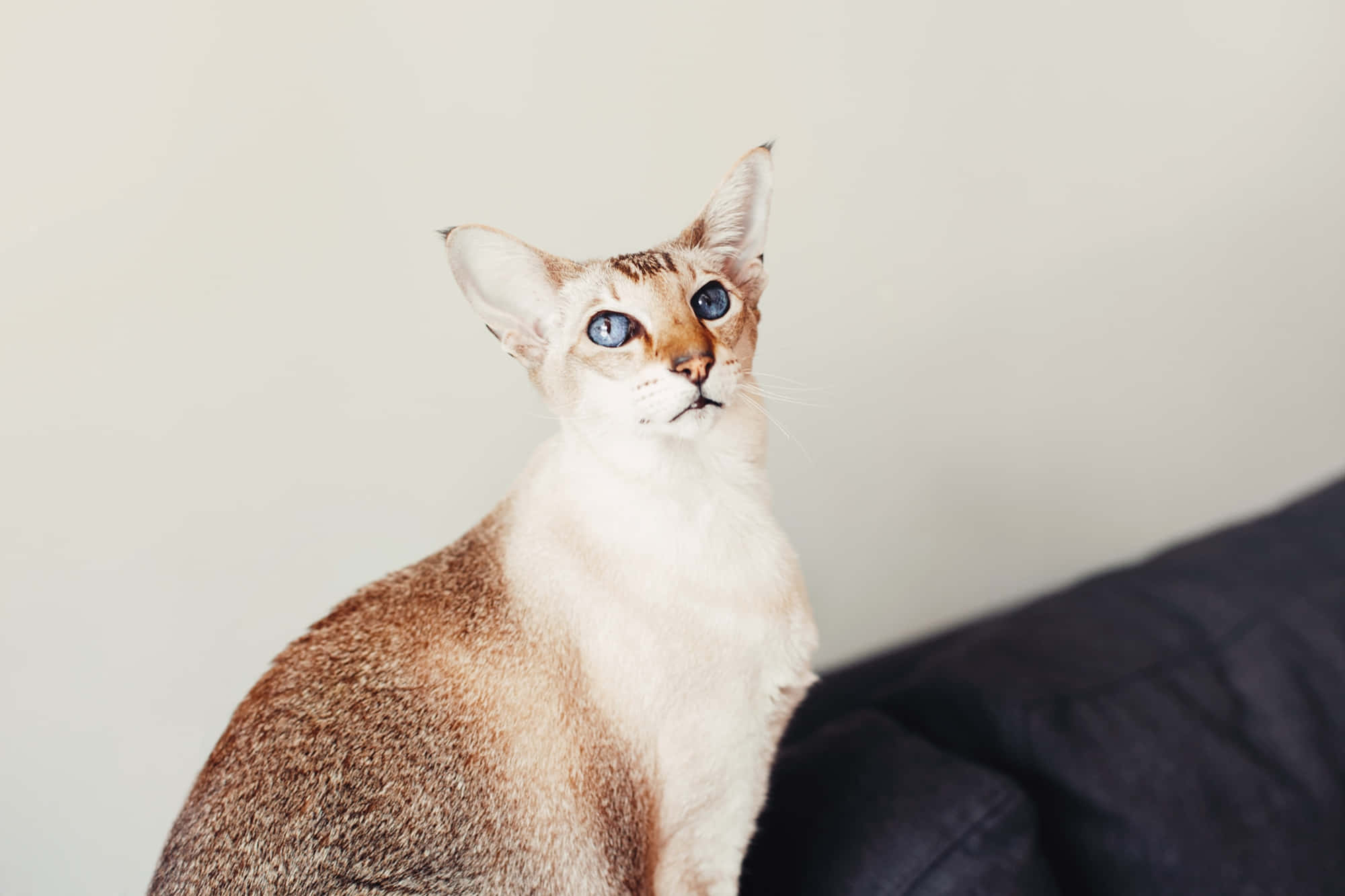 Colorpoint Shorthair, blue eyes, light brown fur, Full HD Desktop Wallpaper