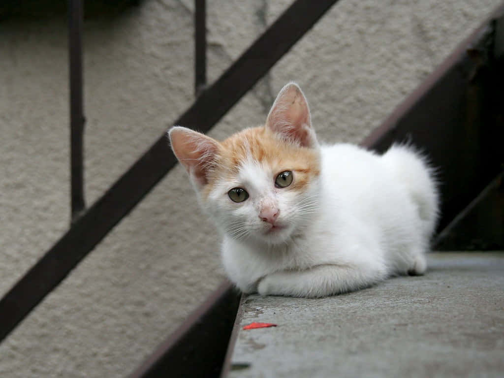 Colorpoint Shorthair, fluffy white and orange kitten, wide green eyes, SD Desktop Wallpaper