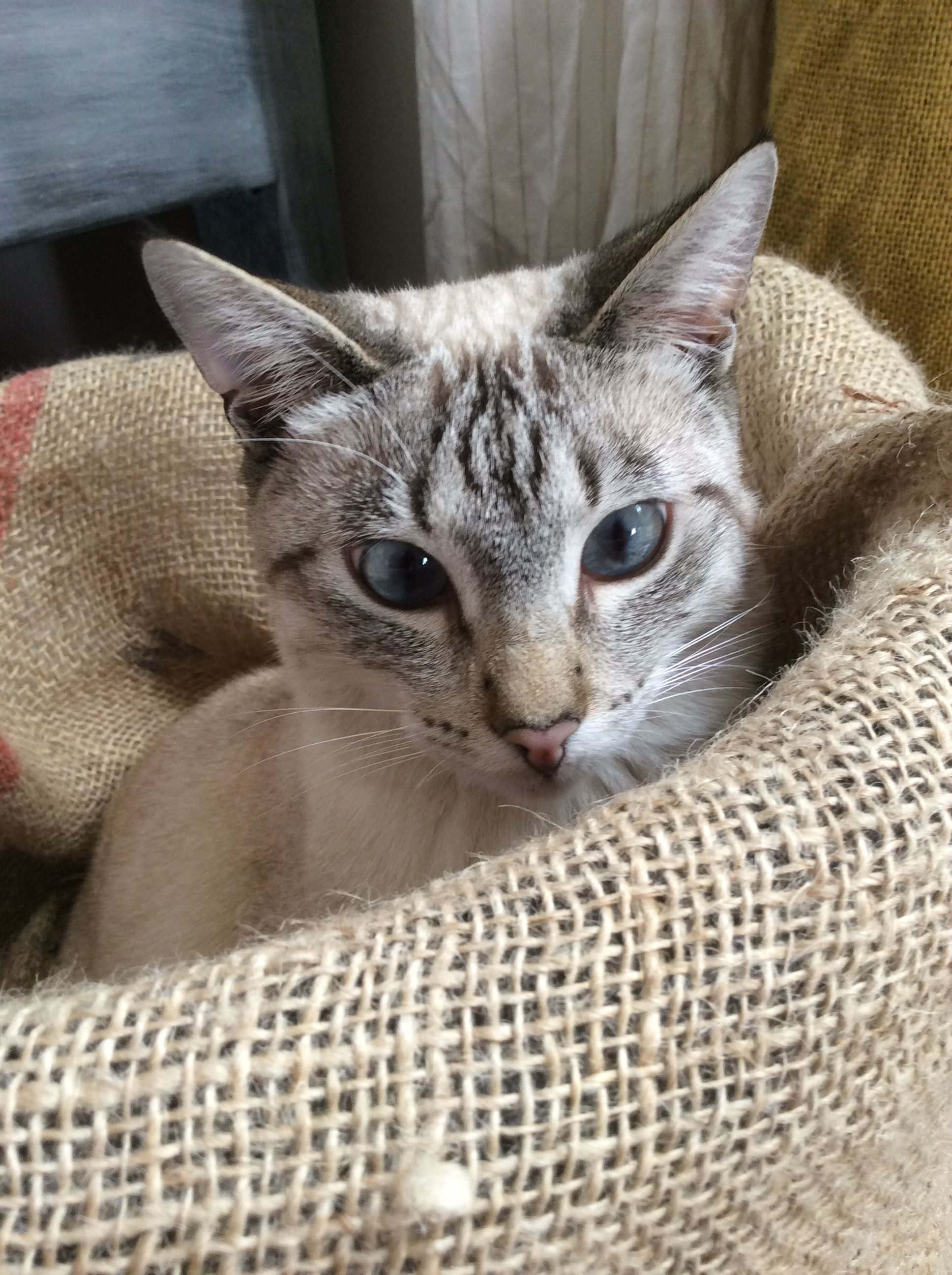 Colorpoint Shorthair, gray tabby, blue eyes, 2K Phone Wallpaper