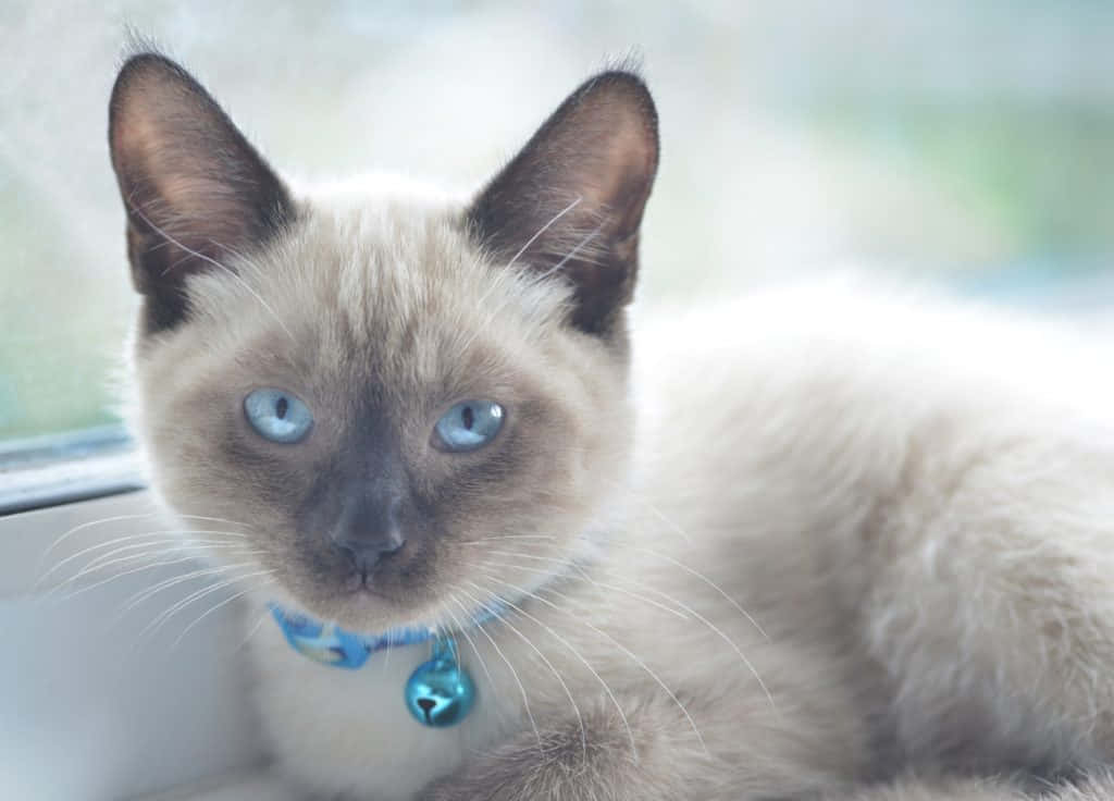 Colorpoint Shorthair, siamese cat, blue eyes, SD Desktop Wallpaper