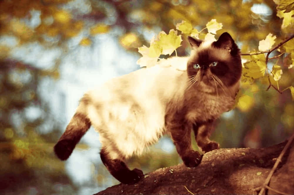 Colorpoint Shorthair, siamese cat, blue eyes, SD Desktop Wallpaper