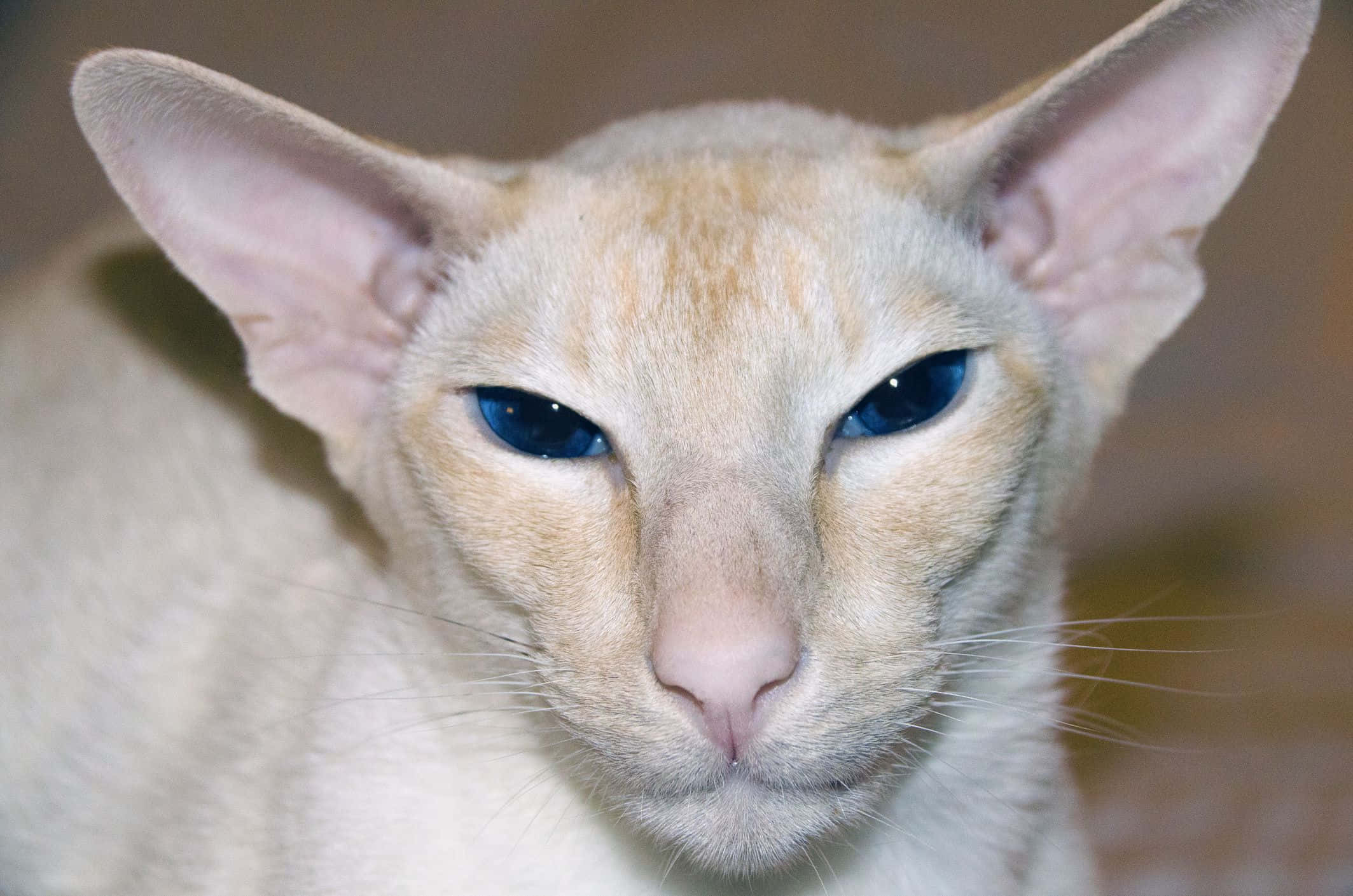 Colorpoint Shorthair, cream-colored, blue eyes, Full HD Desktop Wallpaper