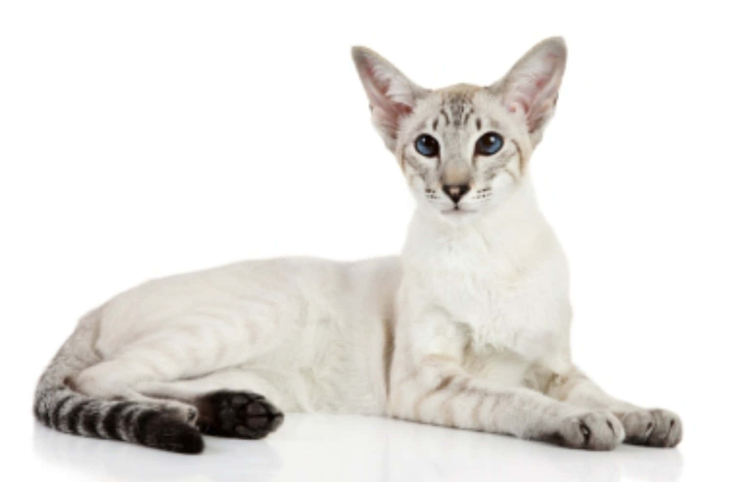 Colorpoint Shorthair, silver tabby, blue eyes, HD Desktop Wallpaper