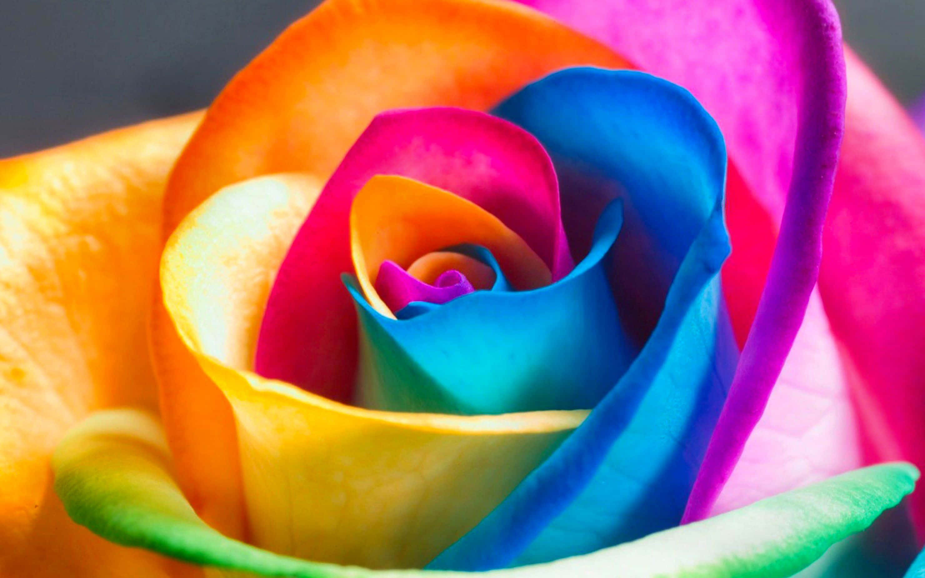 rainbow rose, orange to blue, dark background, 2K Desktop Wallpaper