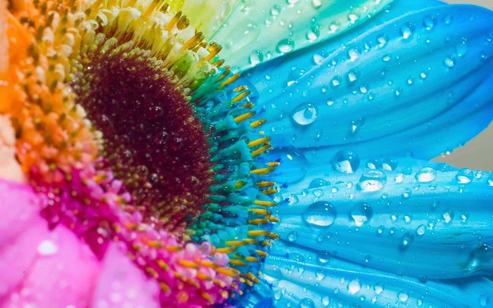 rainbow-colored flower, dew drops, macro shot, Full HD Desktop Wallpaper