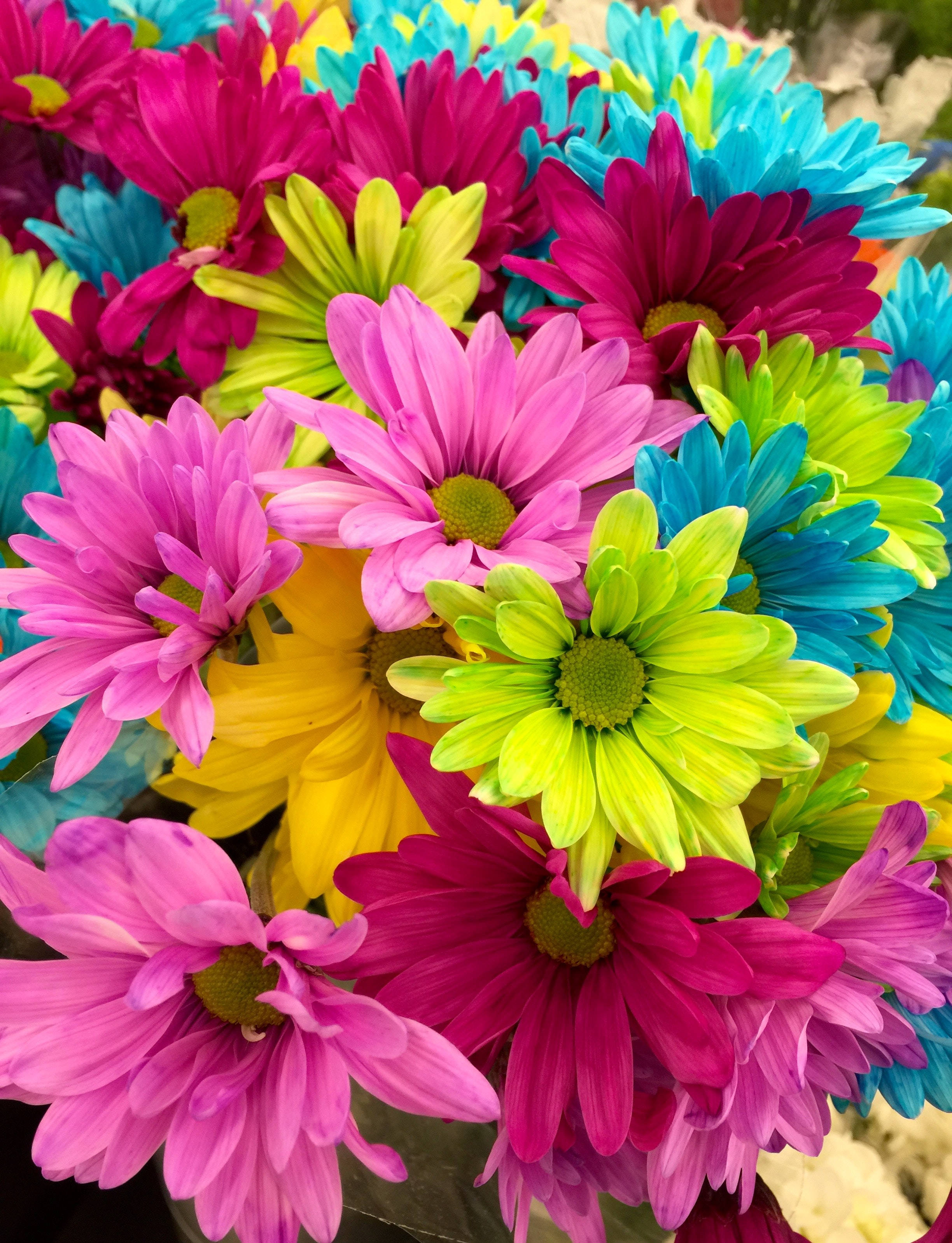 daisies, electric pink, blue, 2K Phone Wallpaper