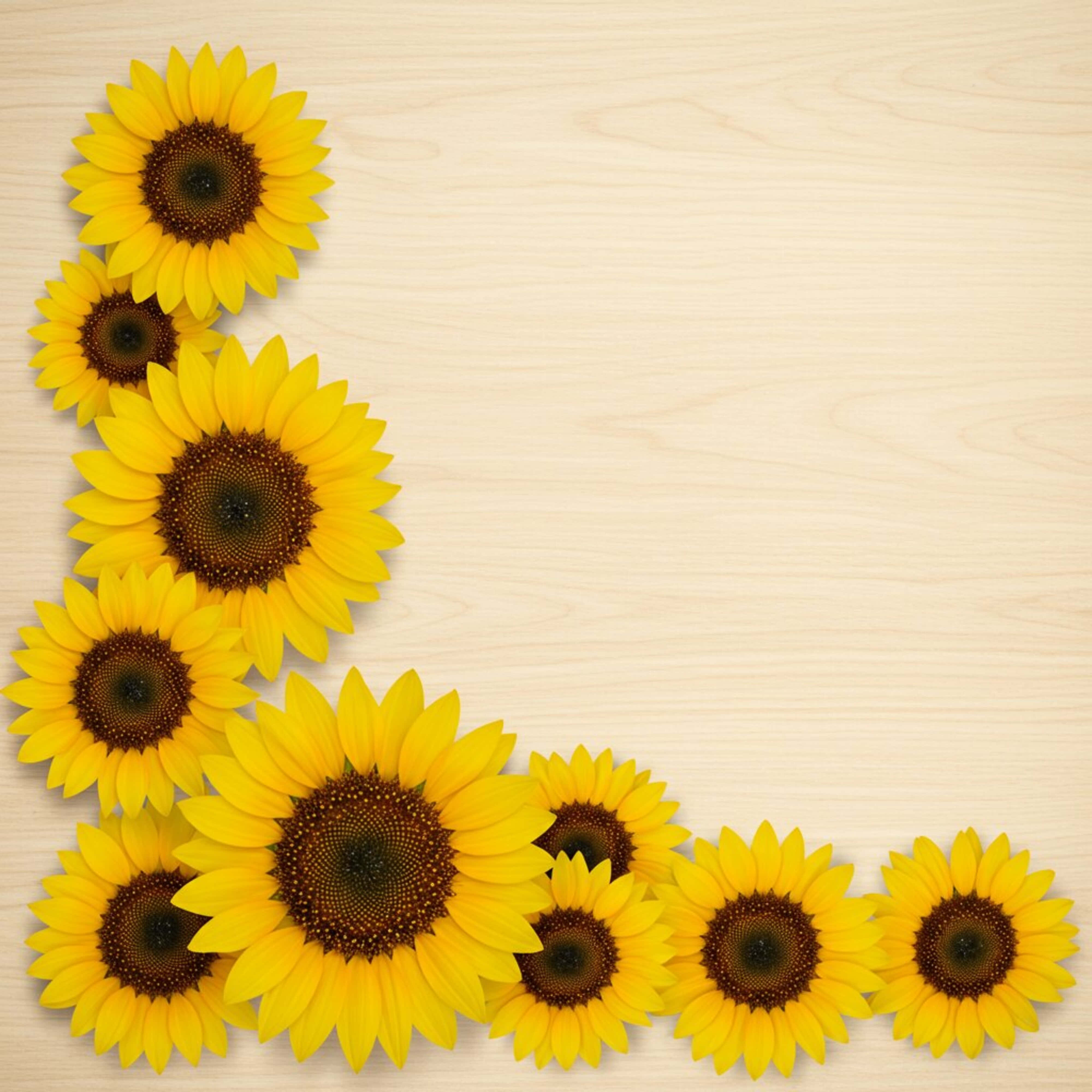 sunflowers, light wood background, corner frame, 4K Desktop Wallpaper