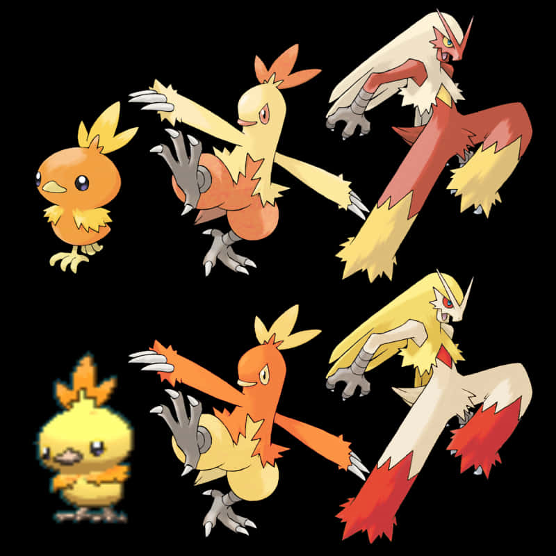 Combusken, red and yellow avian forms, black background, SD Desktop Wallpaper