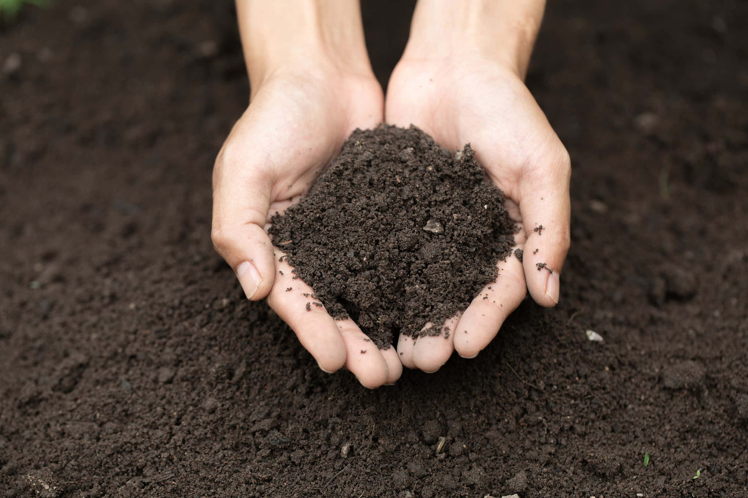 compost, lush garden, dark soil, 2K Desktop Wallpaper