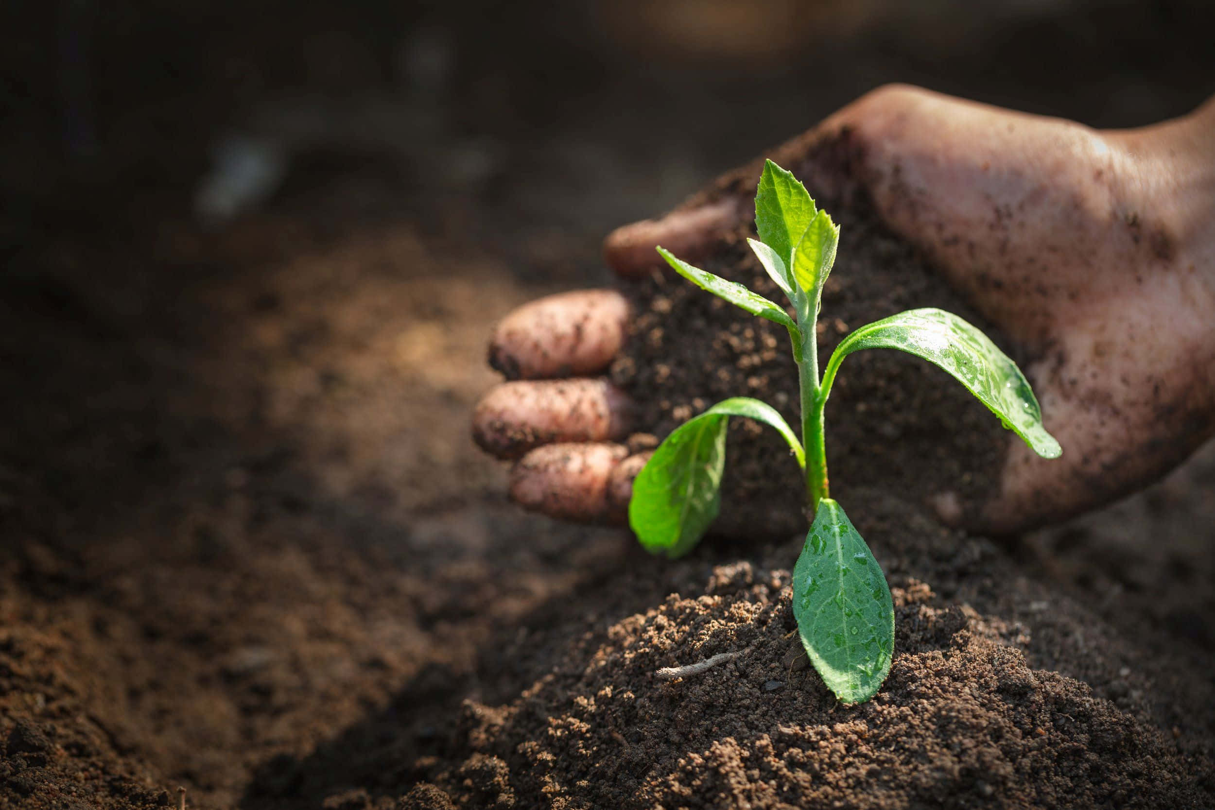 Compost, green sapling, rich dark soil, Full HD Desktop Wallpaper