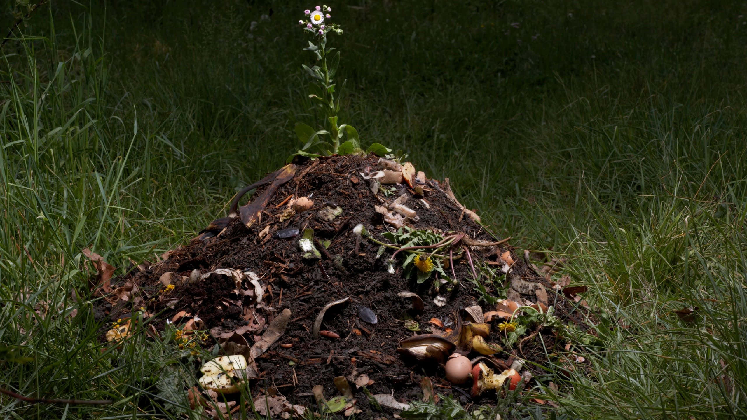 compost, garden, grass field, 2K Desktop Wallpaper