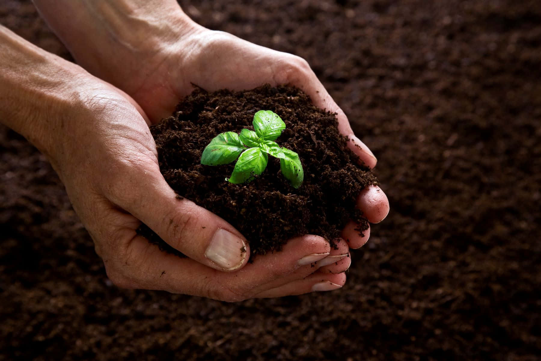 compost, rich soil, vibrant green basil seedling, HD Desktop Wallpaper