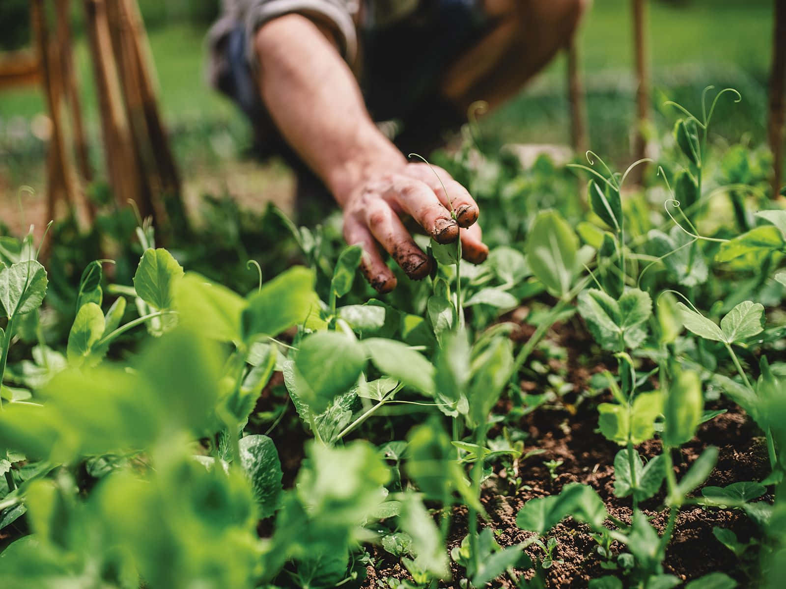 Compost, 1600 x 1200, vibrant green pea plants, HD Desktop Wallpaper