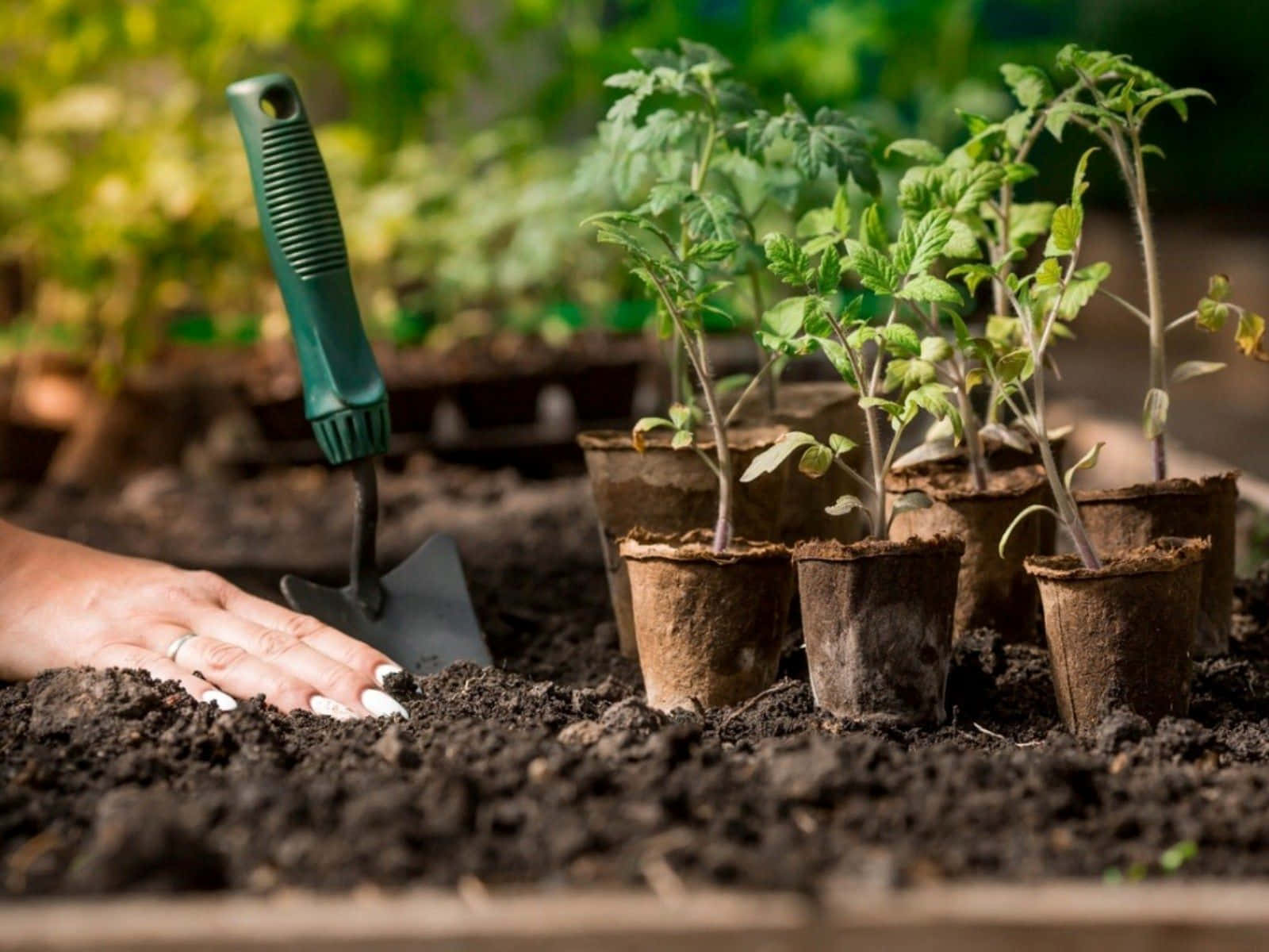 Compost, tomato seedlings, biodegradable pots, HD Desktop Wallpaper