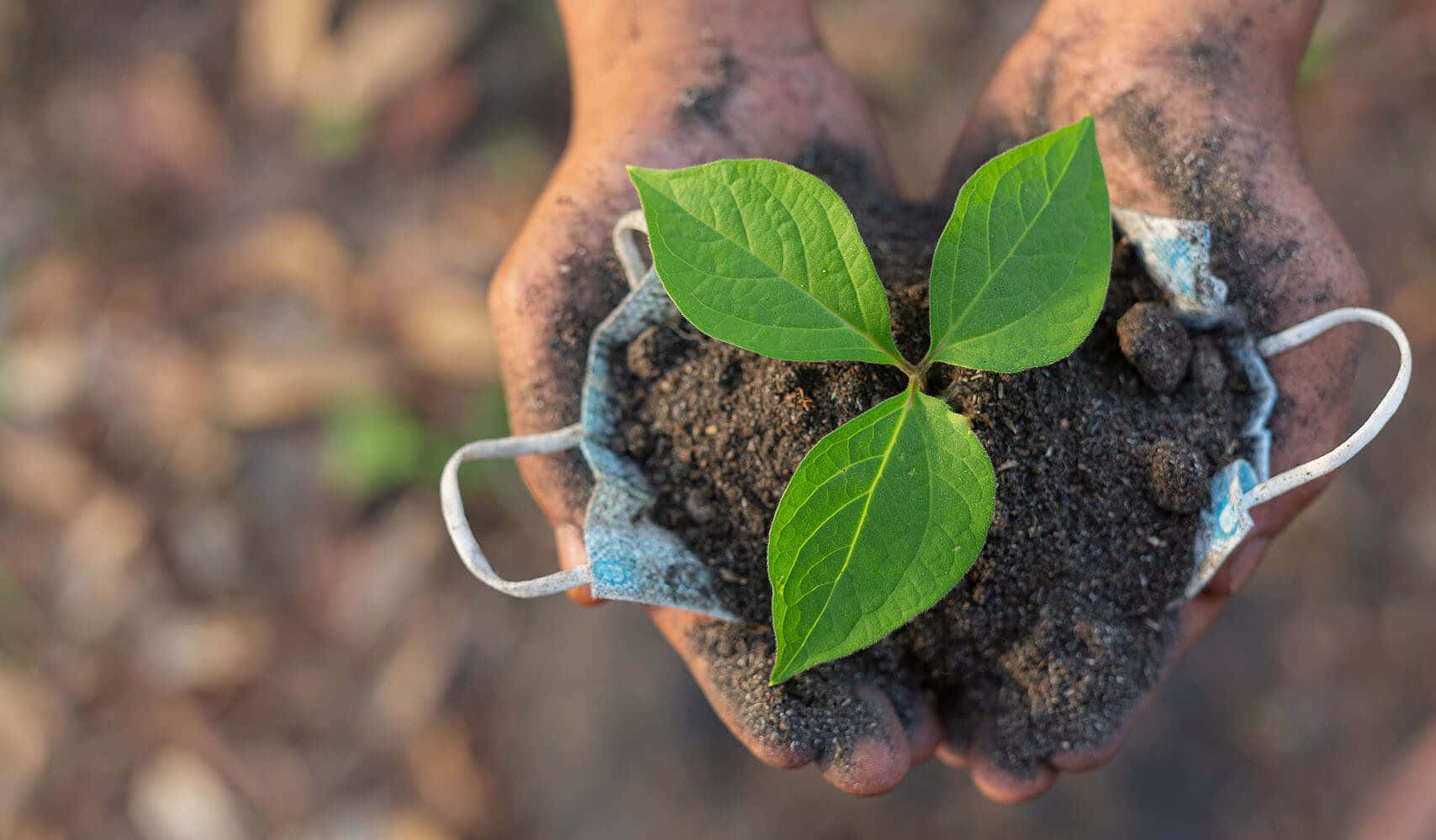 Compost, green plant, soil, HD Desktop Wallpaper