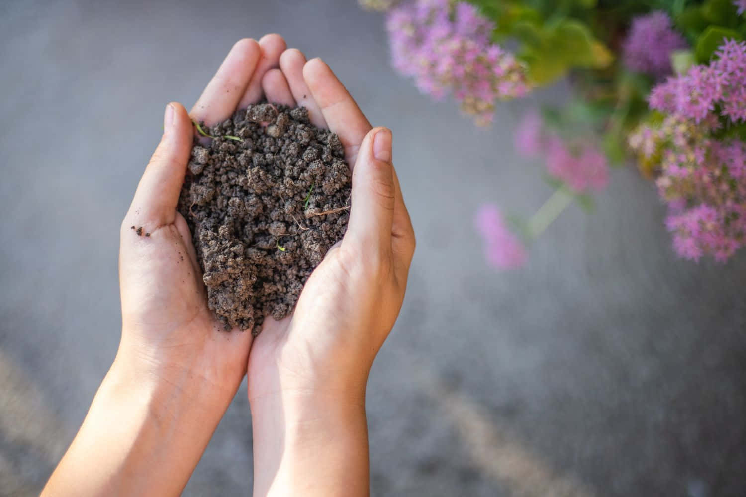 compost, dark soil, green sprouts, HD Desktop Wallpaper