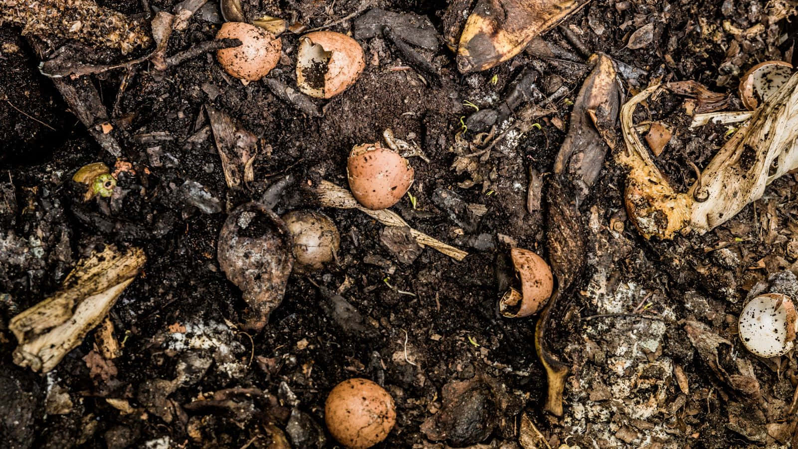 compost, eggshells, banana peels, HD Desktop Wallpaper