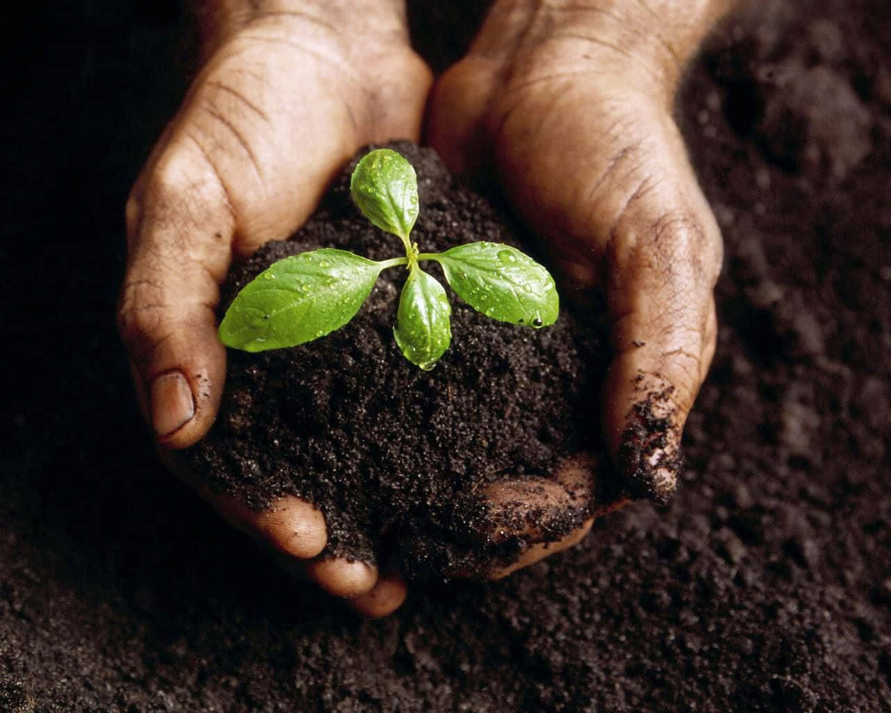 Compost, vibrant green sprout, rich dark soil, HD Desktop Wallpaper